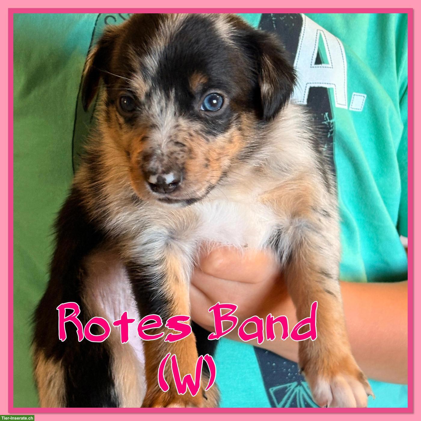 Bild 7: Mischlingswelpen, Australien Shepherd x Border Collie x Appenzeller