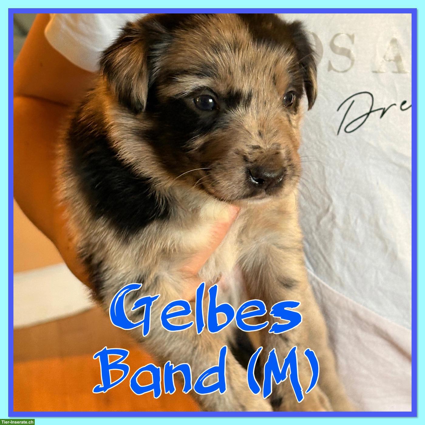 Bild 8: Mischlingswelpen, Australien Shepherd x Border Collie x Appenzeller