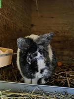 Farbenzweg-Mix Zwergkaninchen Böckli