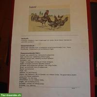Schwarze Hühner Janzé / Poule noire de Janzé
