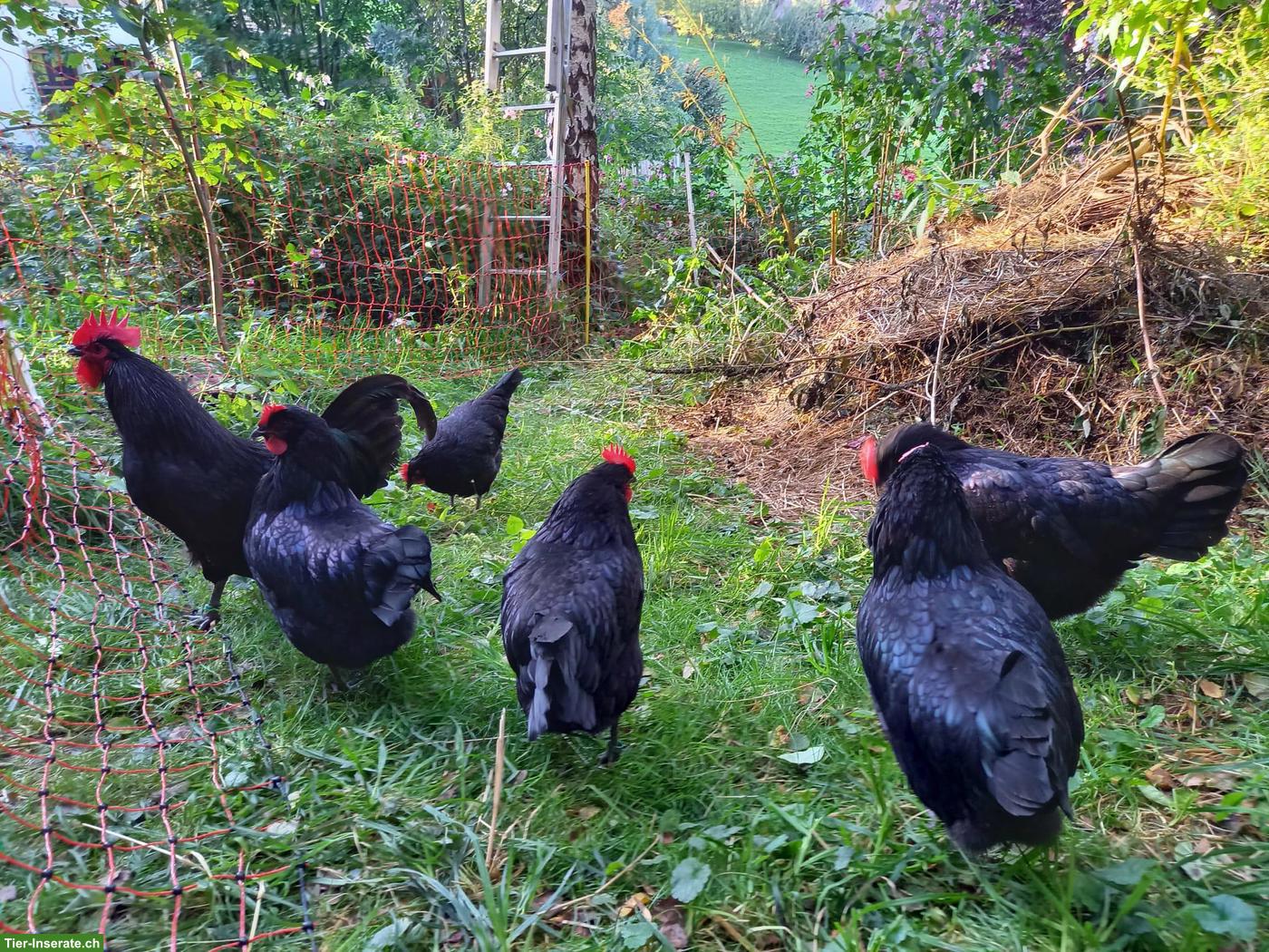 Bild 2: Schwarze Junghähne Janzé / Rasse Poule noire de Janzé