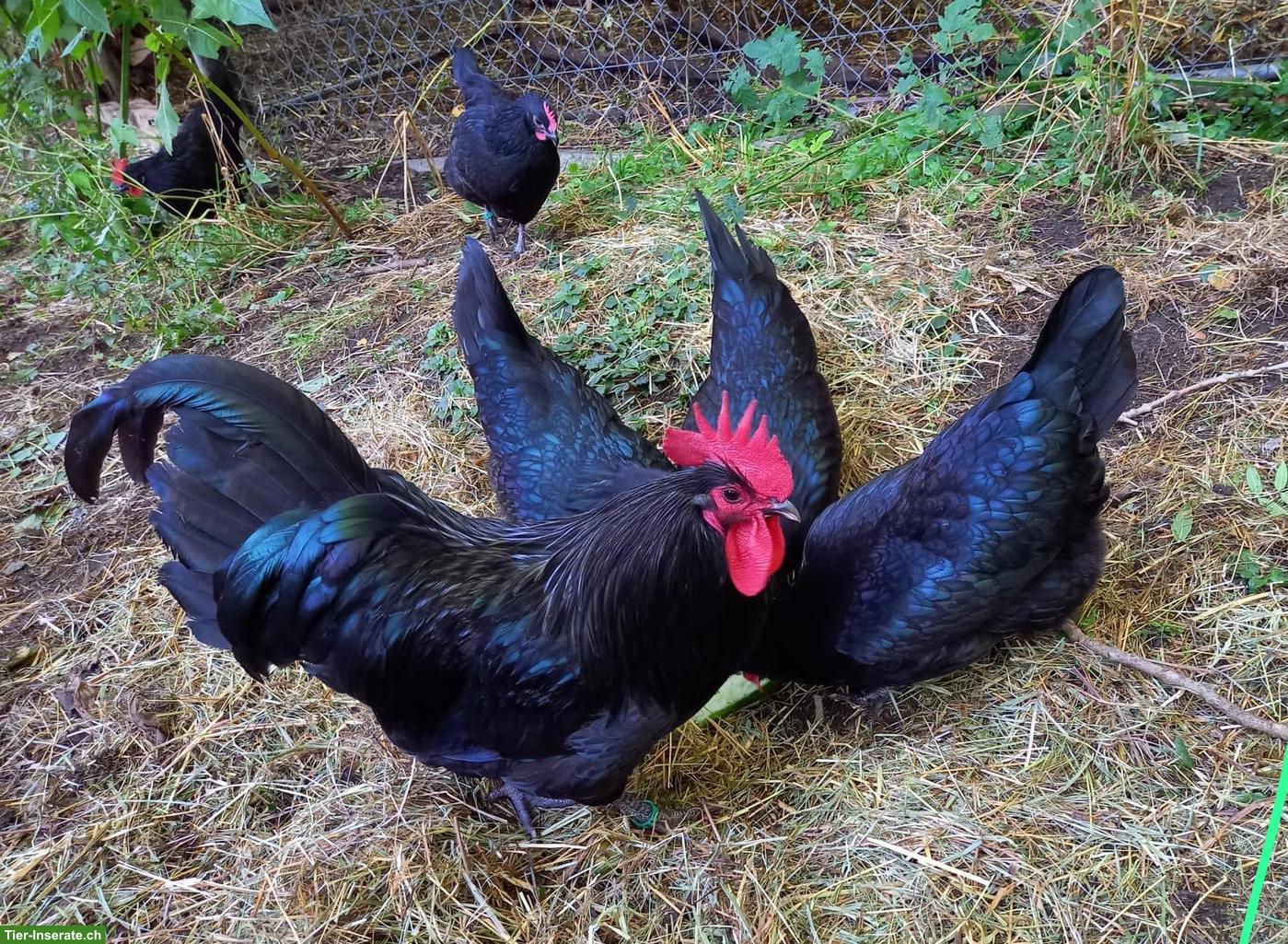 Bild 3: Schwarze Junghähne Janzé / Rasse Poule noire de Janzé