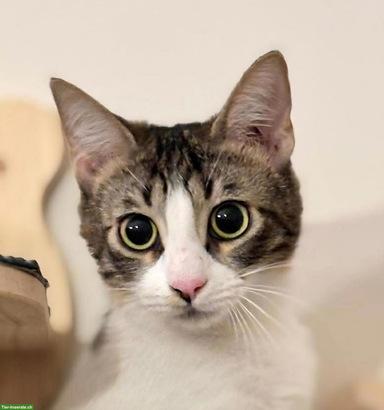 Bild 2: Katze Churro - ein kleines Herz, das endlich ankommen möchte