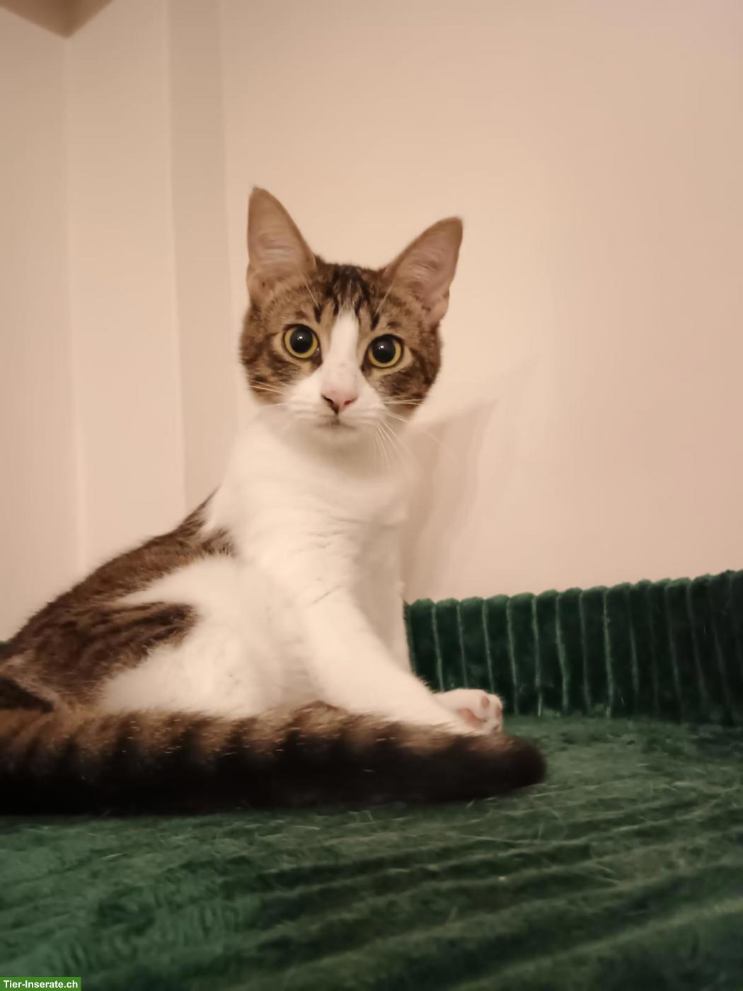 Bild 3: Katze Churro - ein kleines Herz, das endlich ankommen möchte