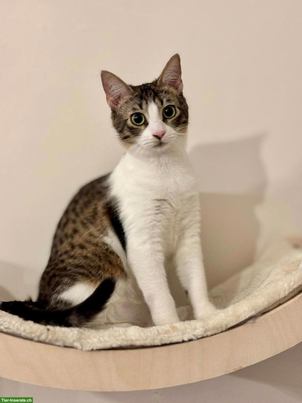 Bild 4: Katze Churro - ein kleines Herz, das endlich ankommen möchte