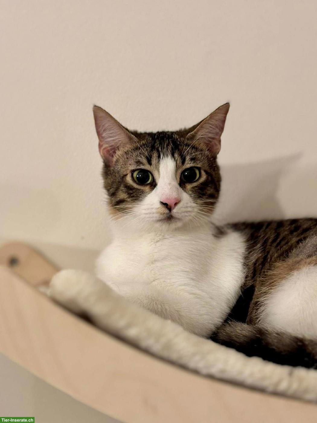 Bild 5: Katze Churro - ein kleines Herz, das endlich ankommen möchte