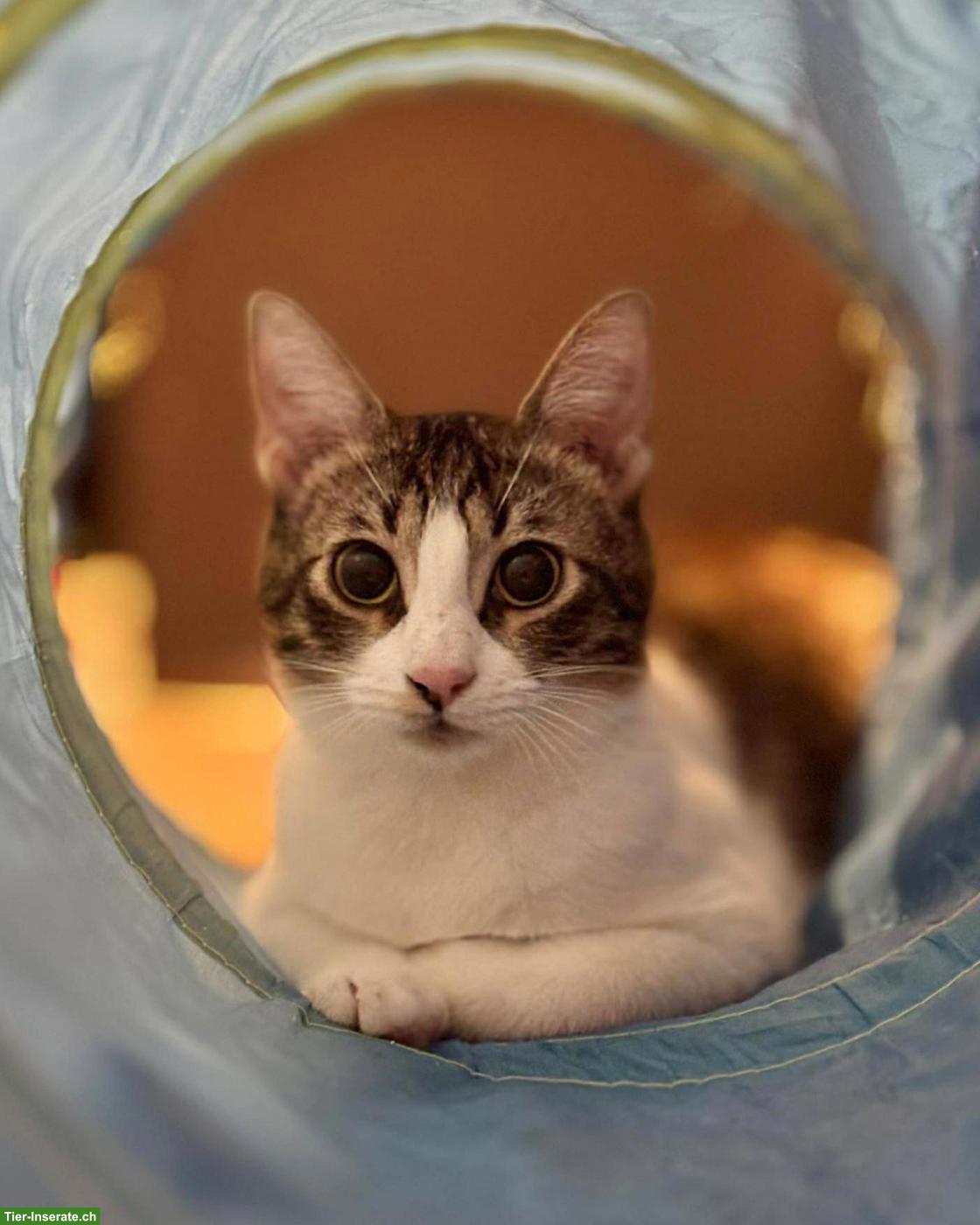 Bild 6: Katze Churro - ein kleines Herz, das endlich ankommen möchte