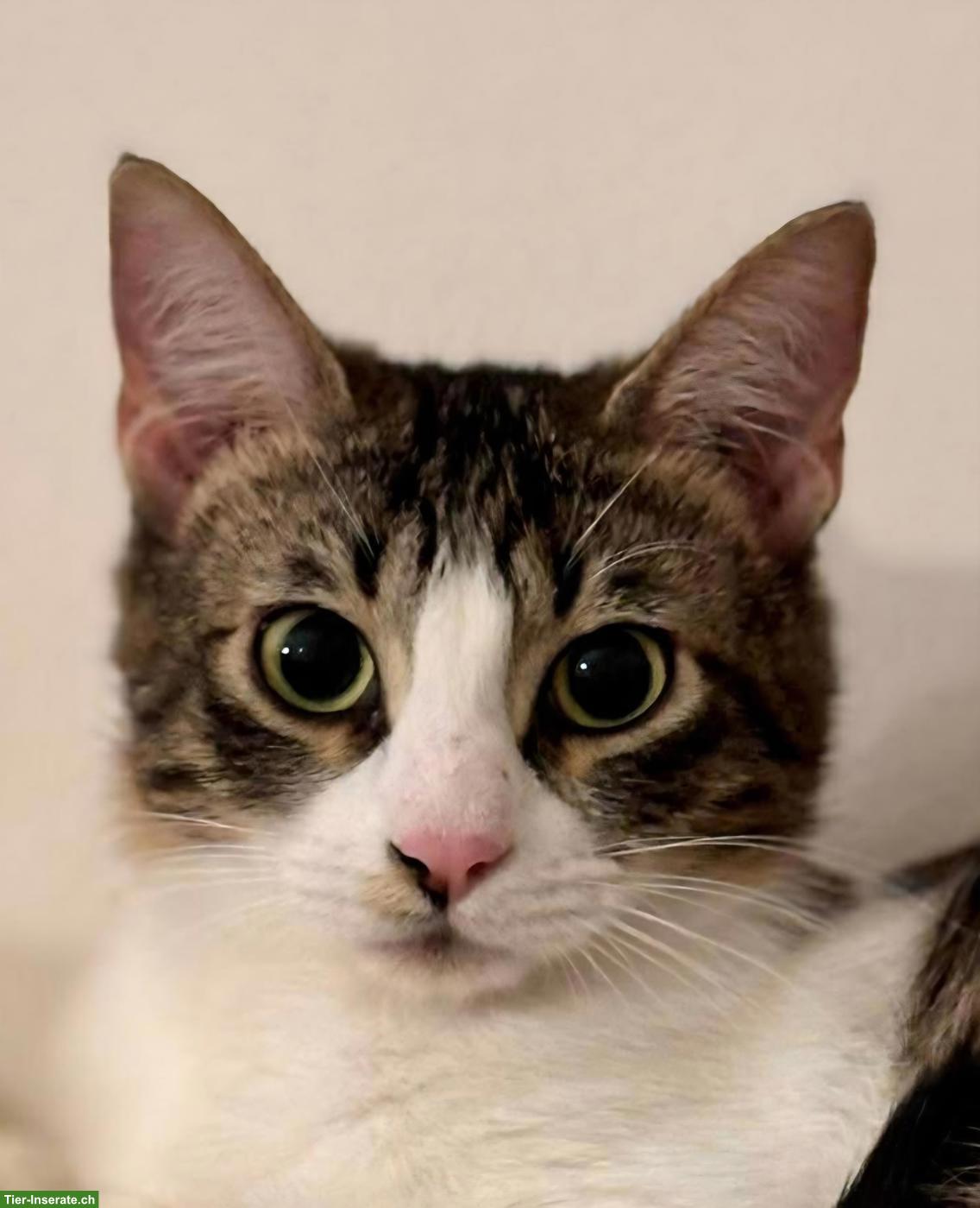 Bild 7: Katze Churro - ein kleines Herz, das endlich ankommen möchte