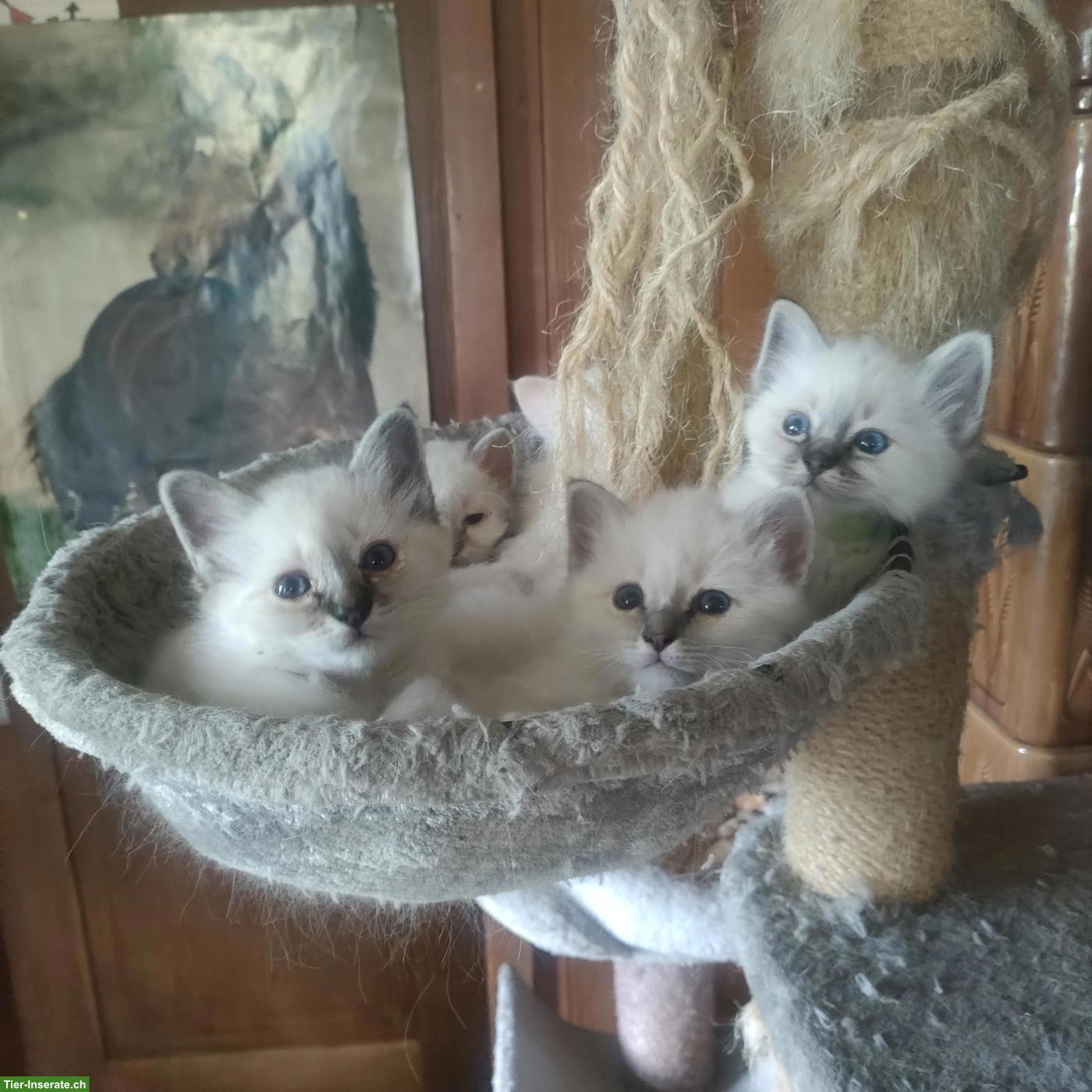 Tolle Heilige Birma Büseli zu verkaufen