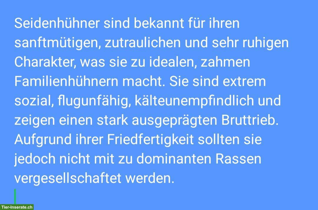 Bild 2: Seidenhühner, Seidenbibeli, Küken
