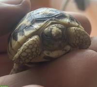 Junge Indische Sternschildkröten