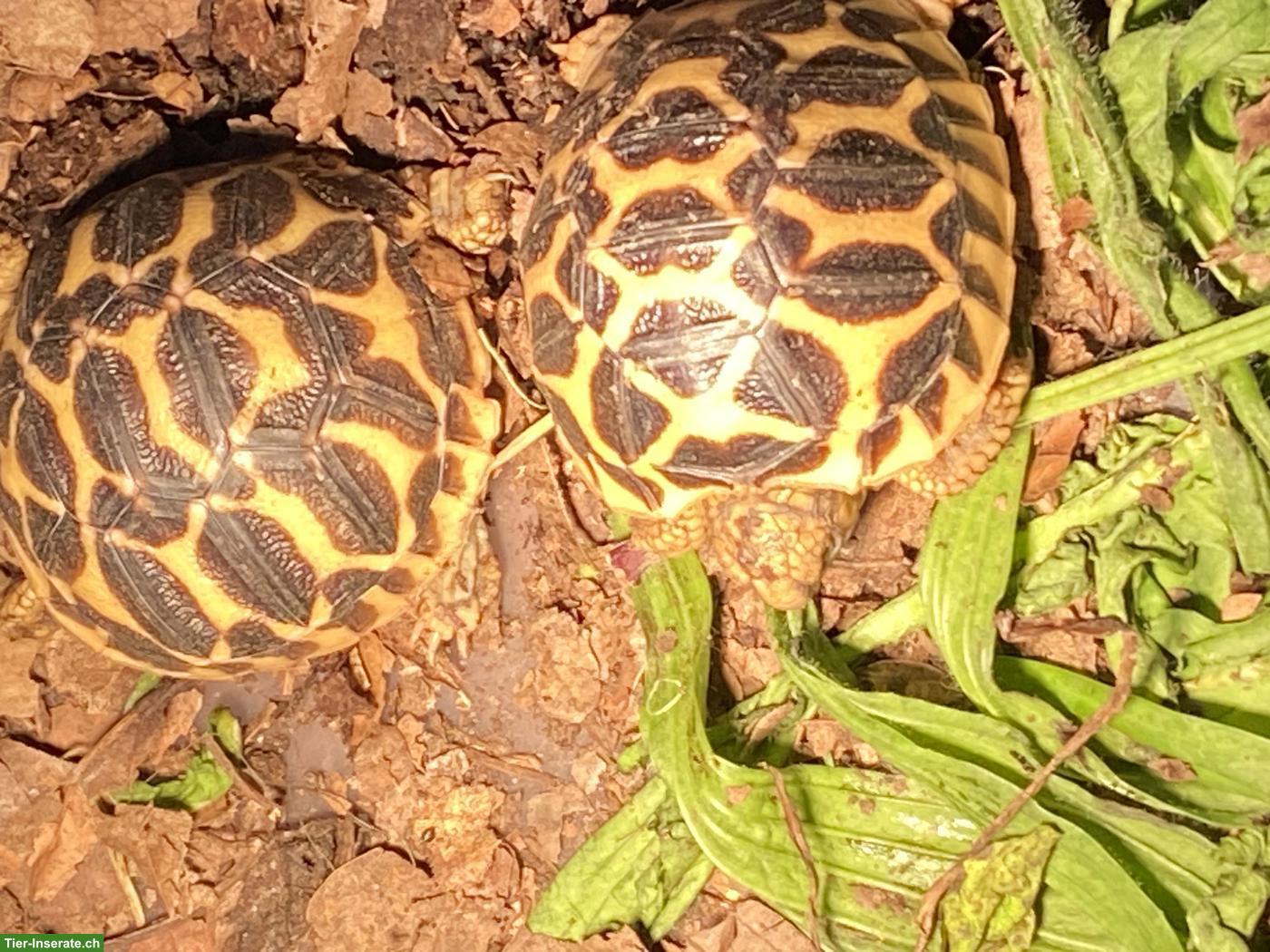 Bild 2: Junge Indische Sternschildkröten