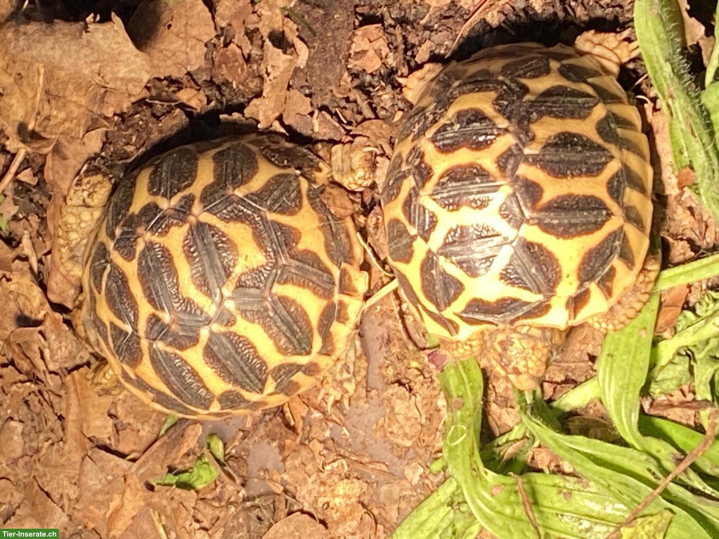 Bild 3: Junge Indische Sternschildkröten