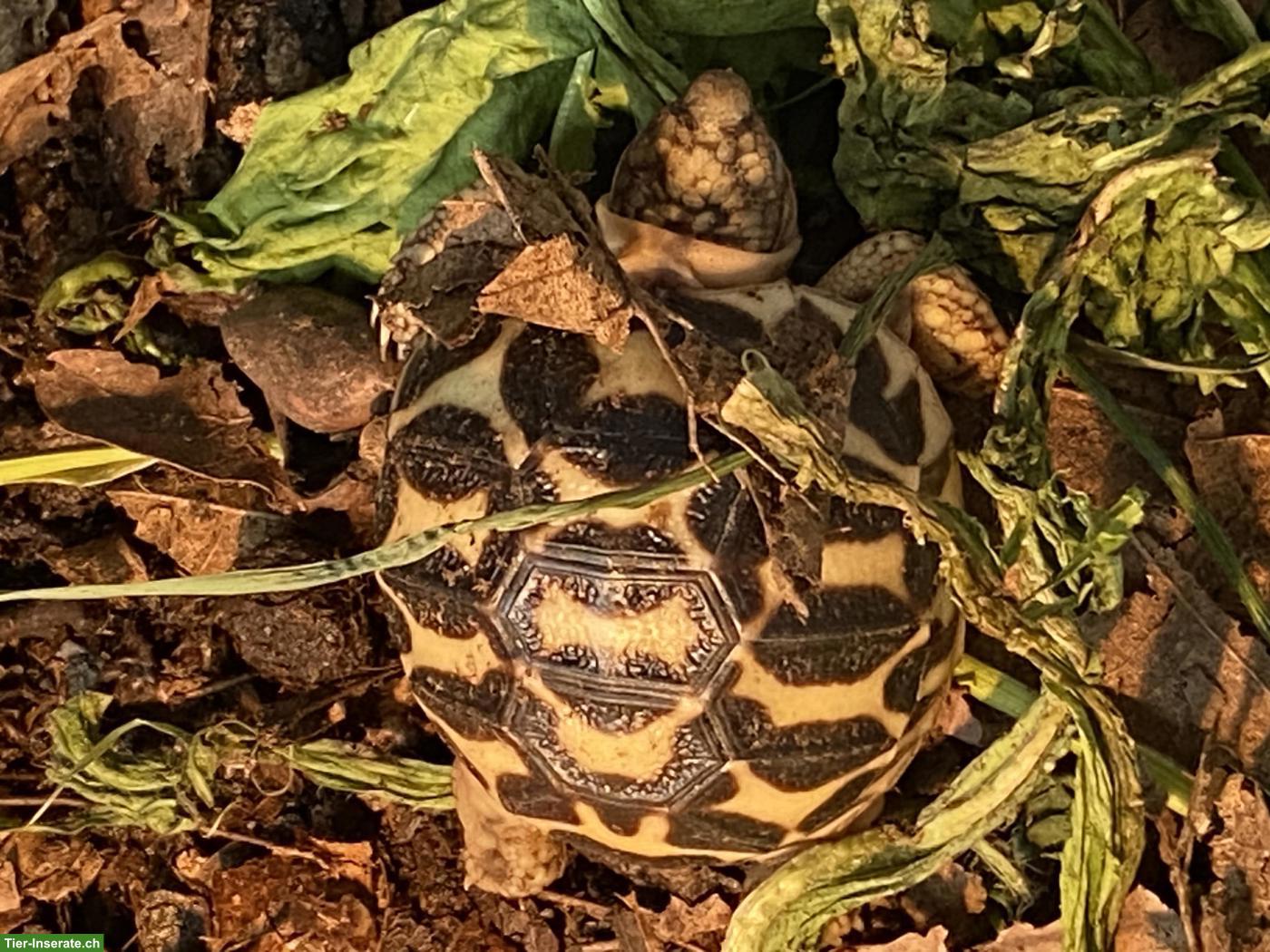 Bild 4: Junge Indische Sternschildkröten