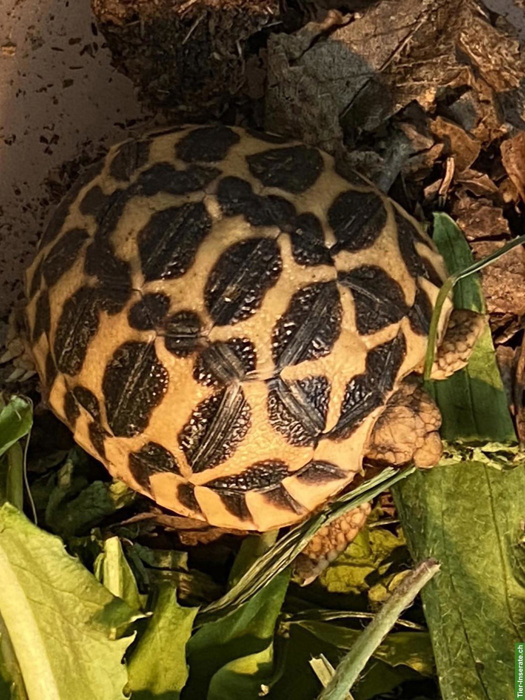 Bild 5: Junge Indische Sternschildkröten