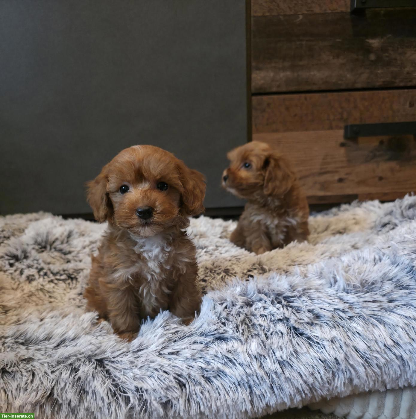 Zuckersüsse Cavapoo Welpen