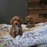 Zuckersüsse Cavapoo Welpen