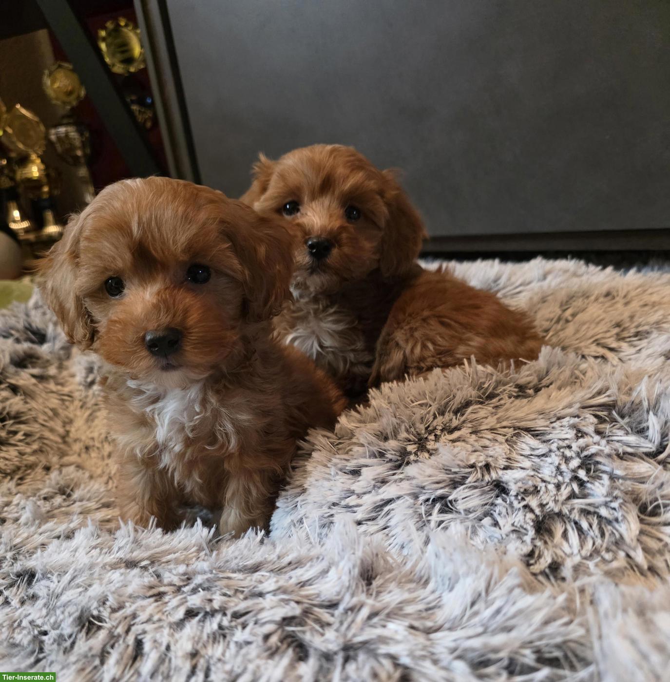 Bild 2: Zuckersüsse Cavapoo Welpen