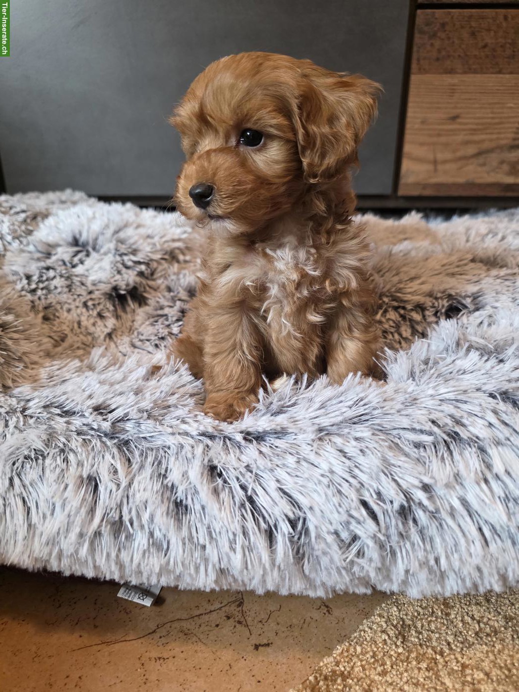 Bild 3: Zuckersüsse Cavapoo Welpen