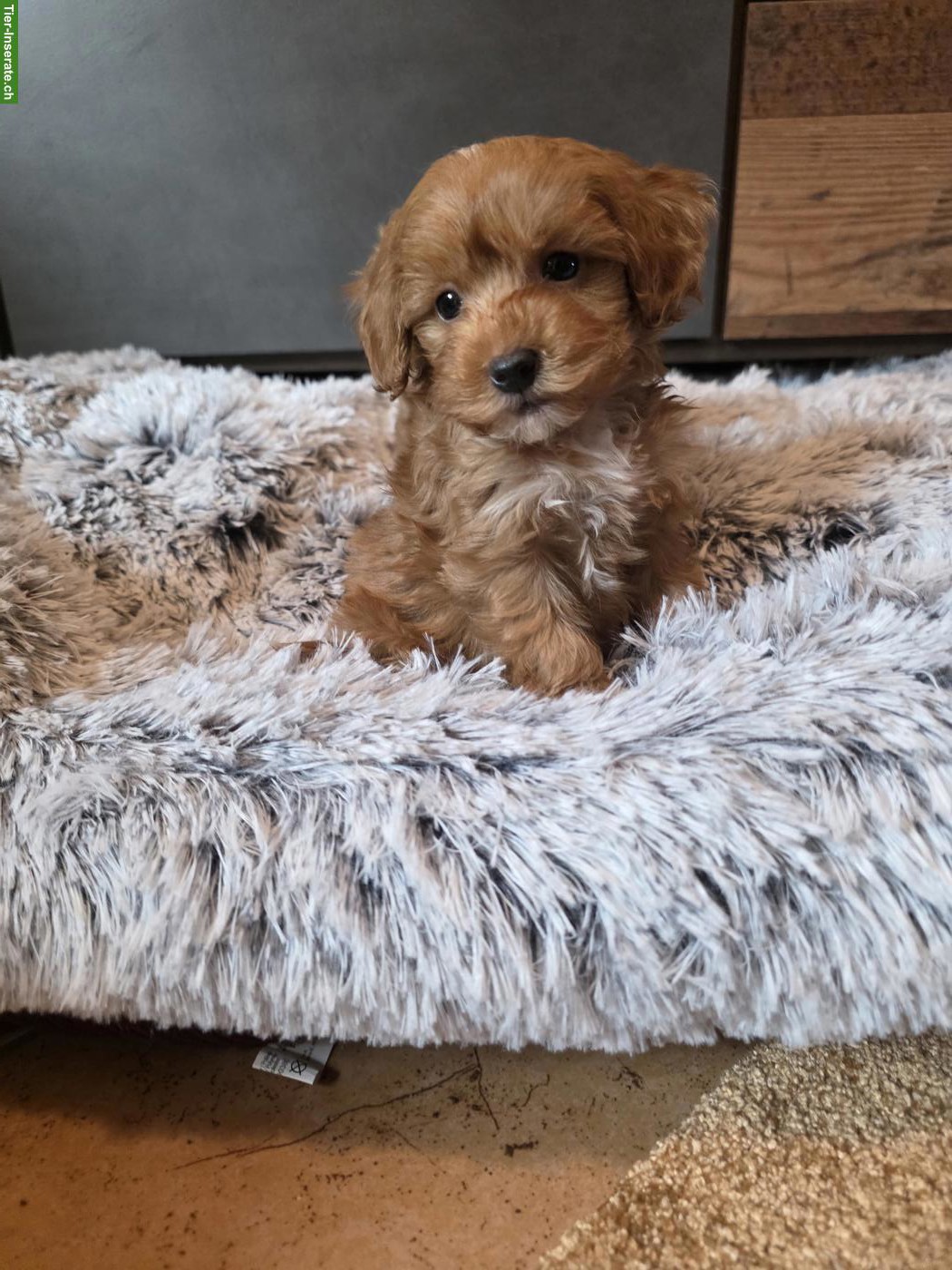 Bild 4: Zuckersüsse Cavapoo Welpen