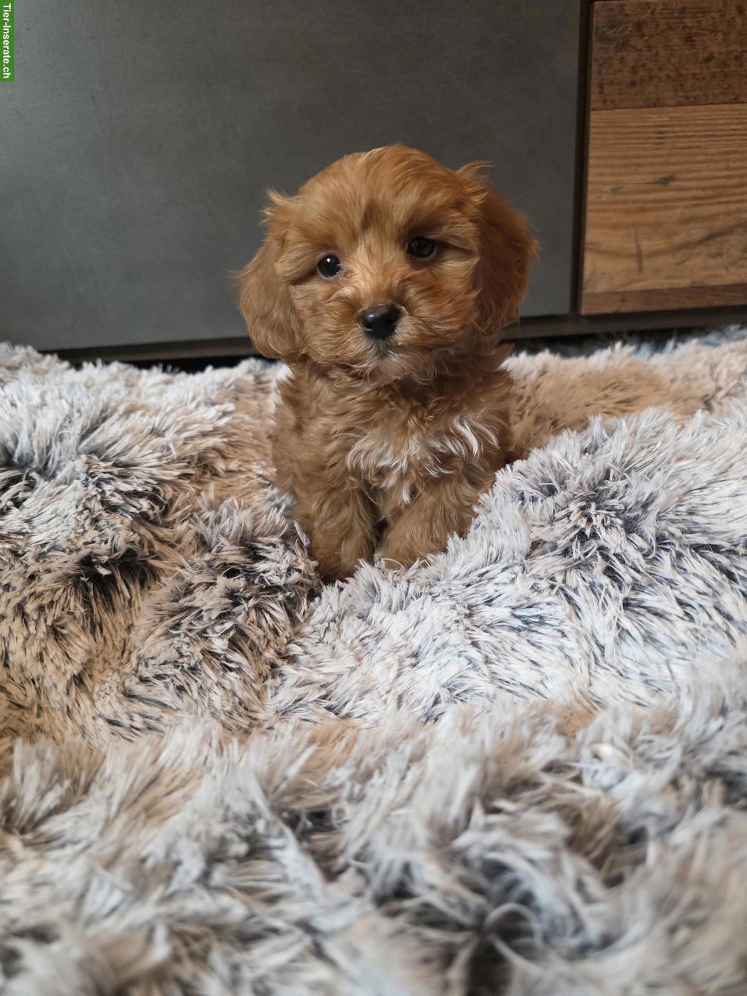 Bild 5: Zuckersüsse Cavapoo Welpen