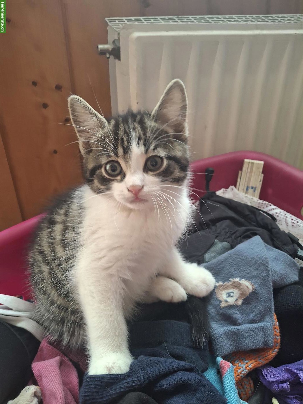 4 Kitten suchen ihren Lebensplatz mit Freigang