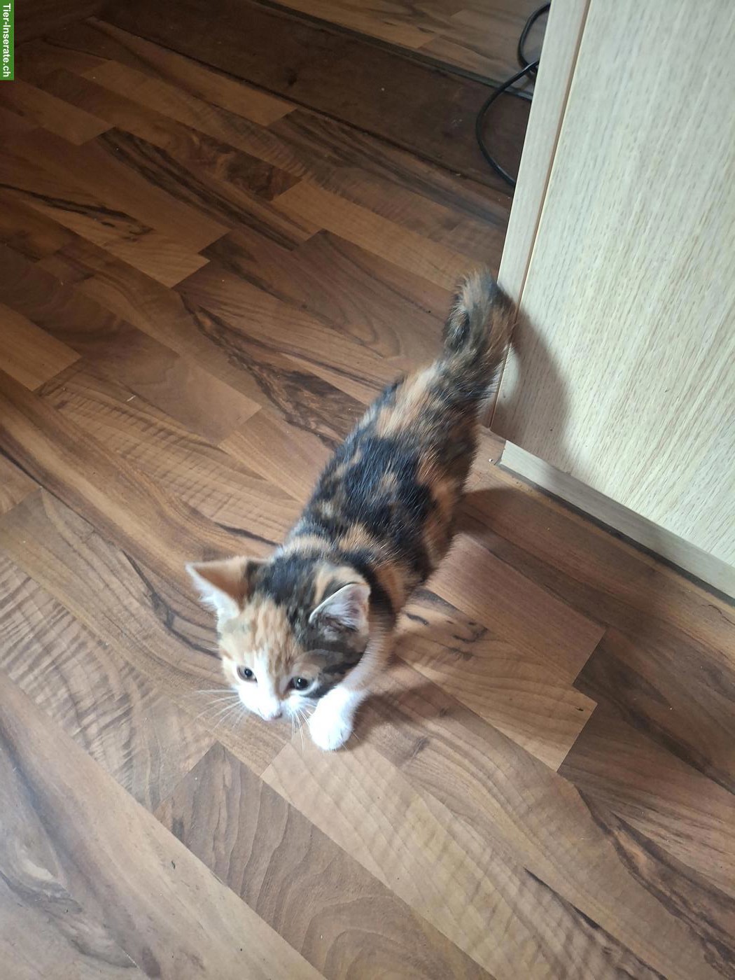 Bild 2: 4 Kitten suchen ihren Lebensplatz mit Freigang