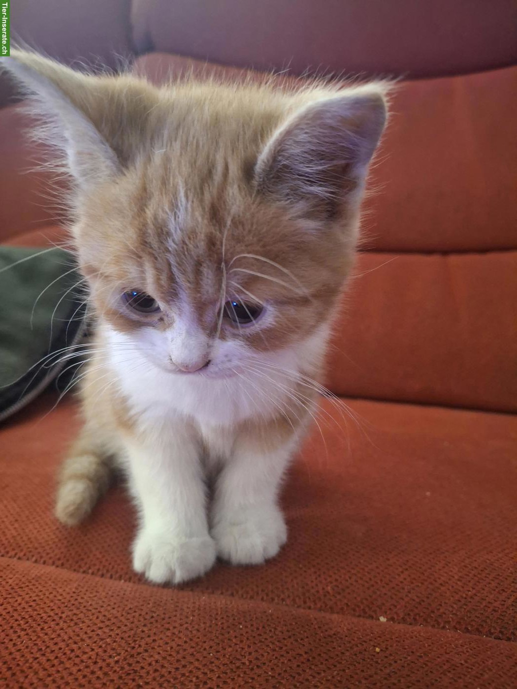 Bild 3: 4 Kitten suchen ihren Lebensplatz mit Freigang