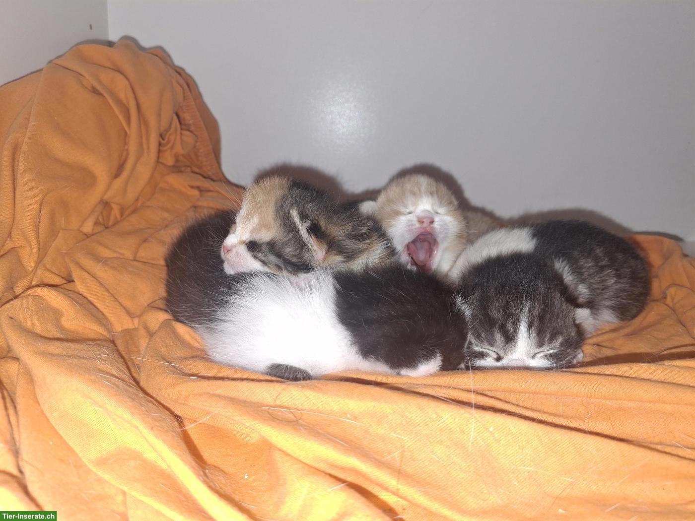 Bild 5: 4 Kitten suchen ihren Lebensplatz mit Freigang