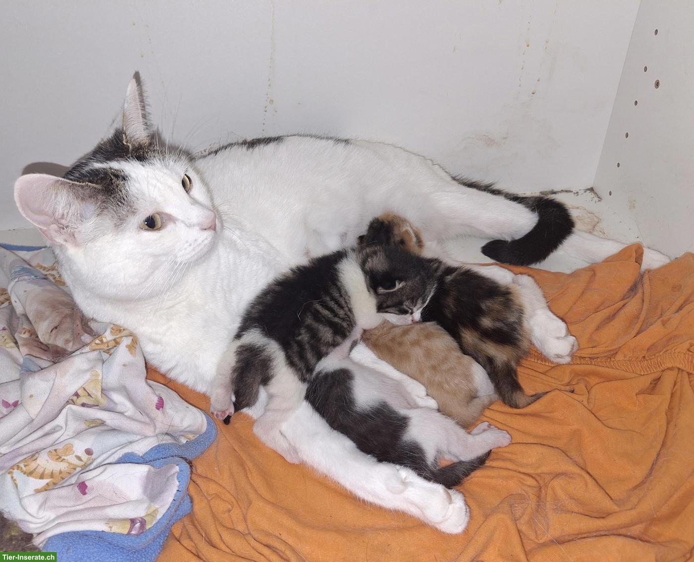 Bild 6: 4 Kitten suchen ihren Lebensplatz mit Freigang