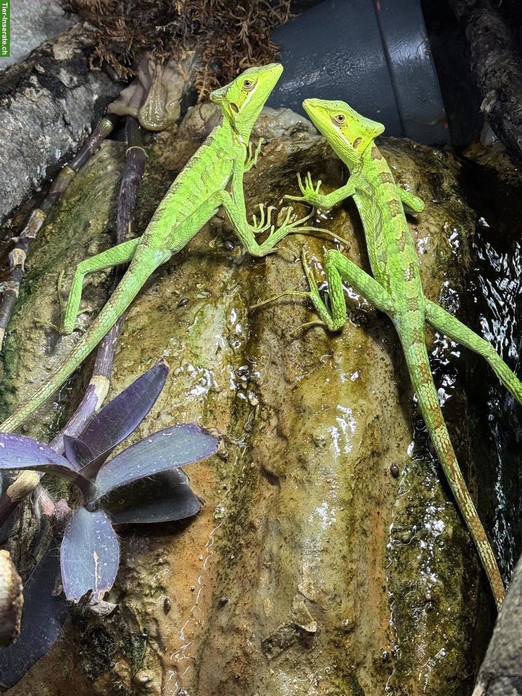 3 Grüner Kronenbasilisk (Basiliscus plumifrons)