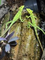 3 Grüner Kronenbasilisk (Basiliscus plumifrons)