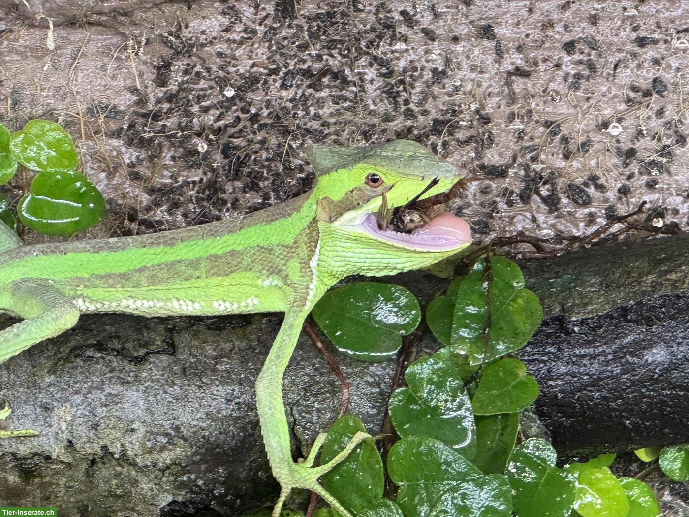 Bild 6: 3 Grüner Kronenbasilisk (Basiliscus plumifrons)