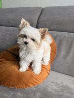 Mini Golddust Yorkshire Terrier Rüde