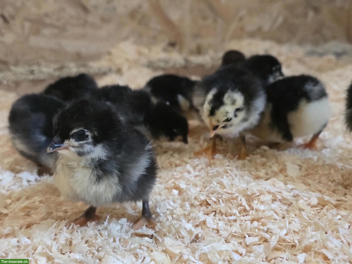 Eintagsküken Marans und Marans-Mixe