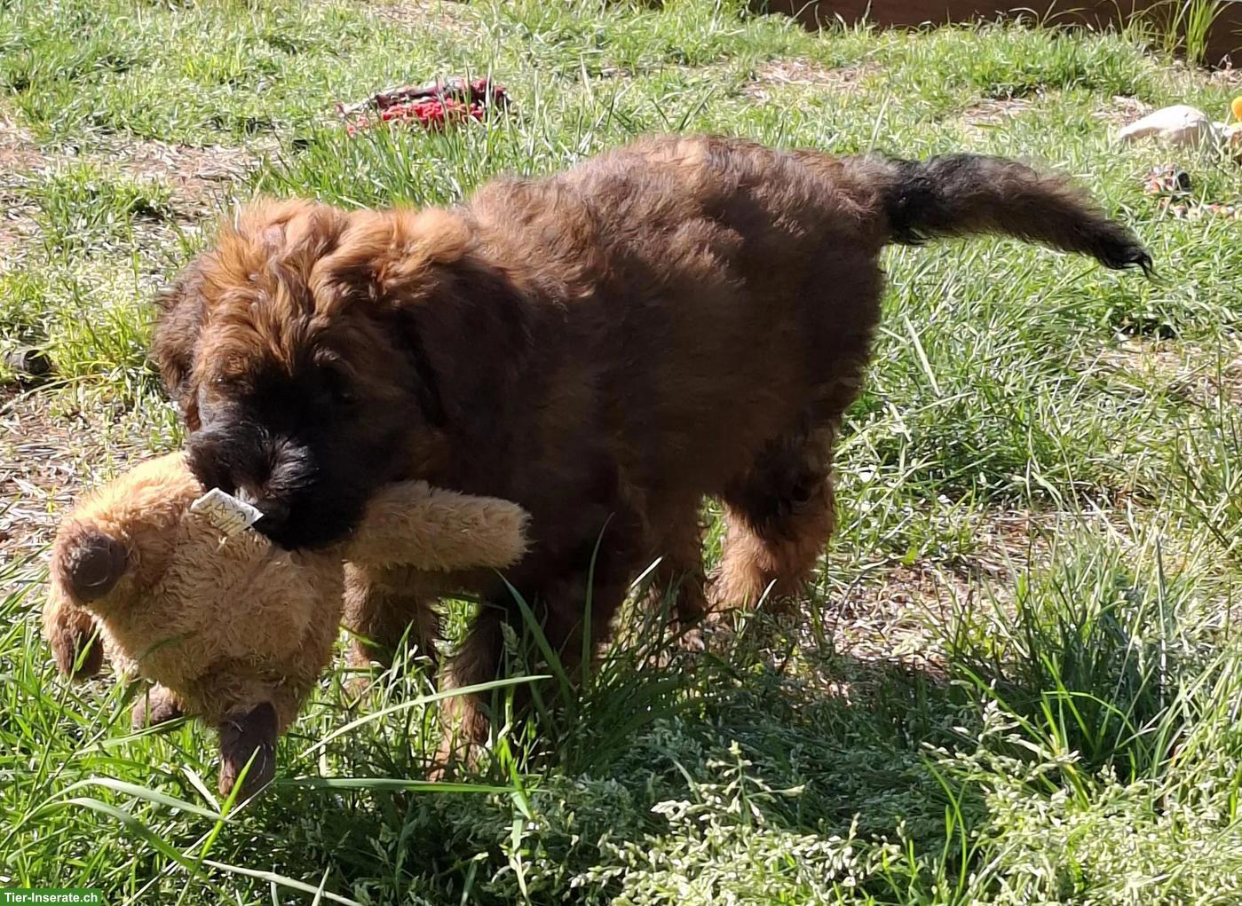 Reinrassige Briard Welpen mit SKG-Stammbaum