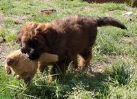 Reinrassige Briard Welpen mit SKG-Stammbaum