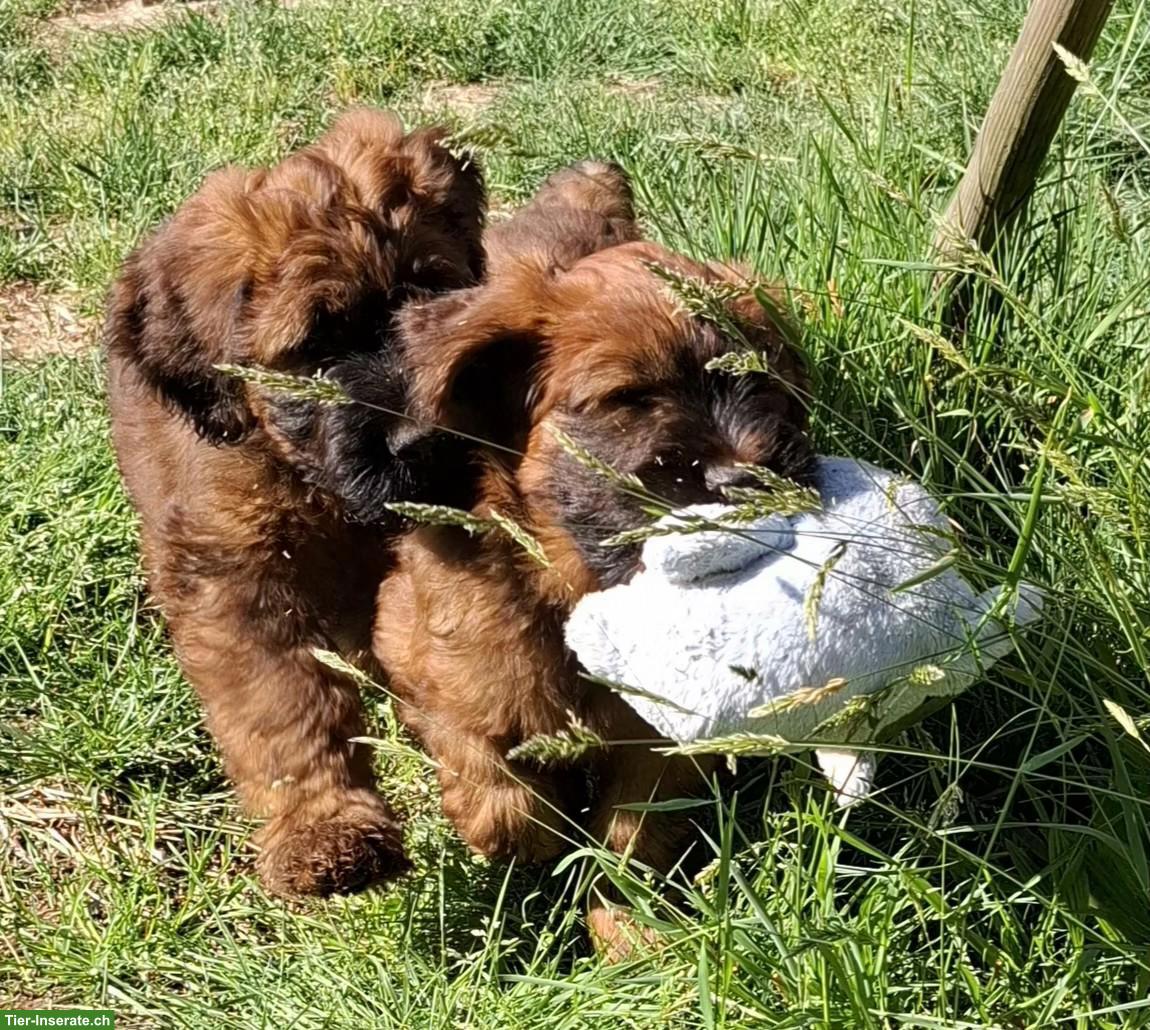 Bild 2: Reinrassige Briard Welpen mit SKG-Stammbaum
