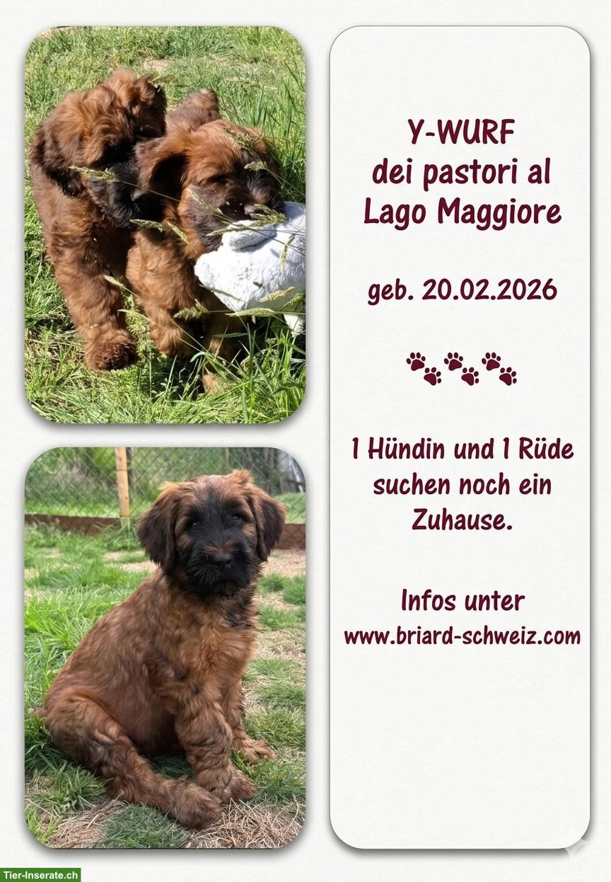 Bild 3: Reinrassige Briard Welpen mit SKG-Stammbaum