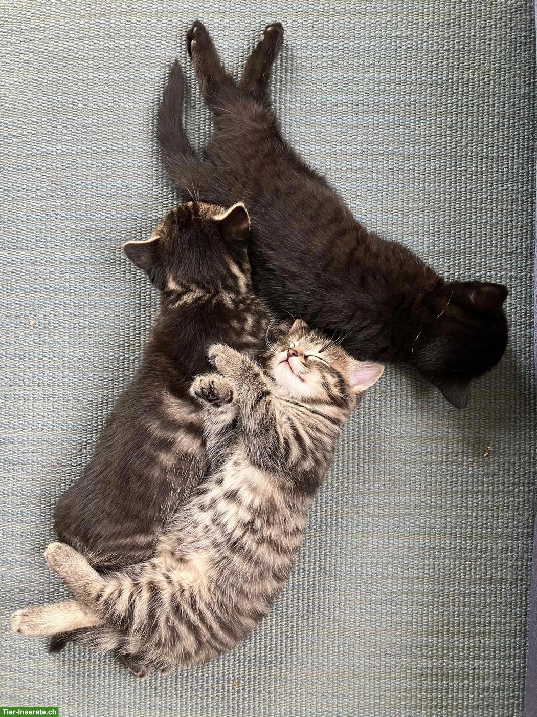 2 Kitten suchen Platz mit Freilauf