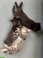 2 Kitten suchen Platz mit Freilauf