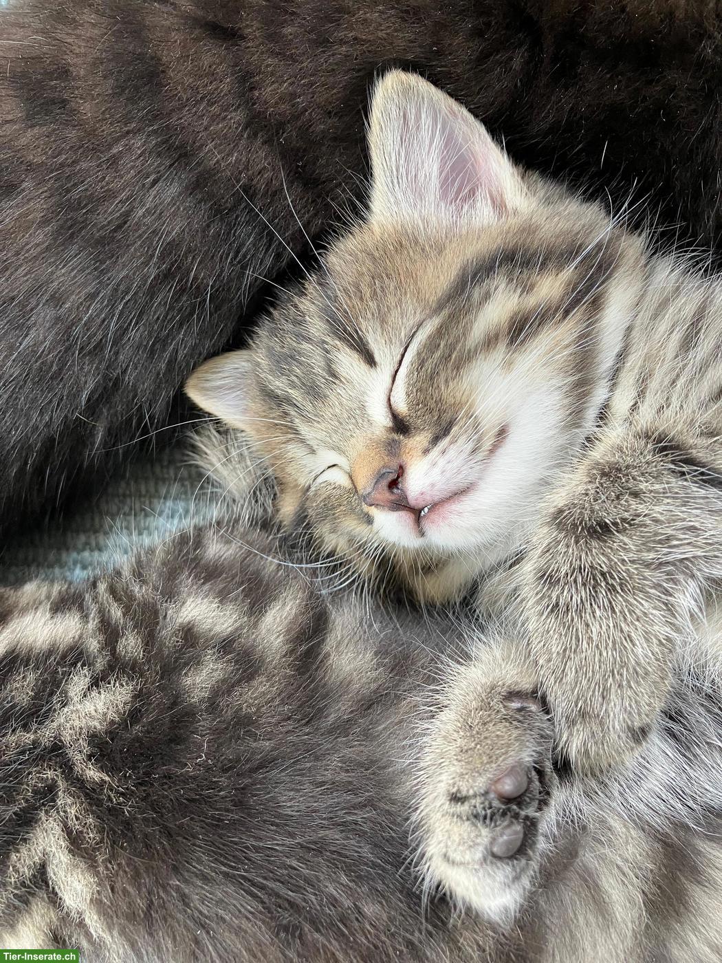 Bild 2: 2 Kitten suchen Platz mit Freilauf