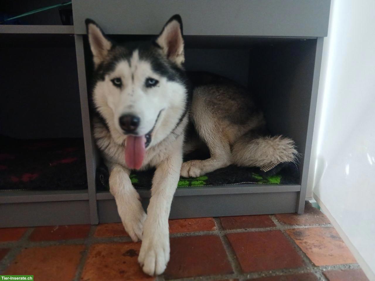 Husky Rüde Blue sucht für immer Zuhause
