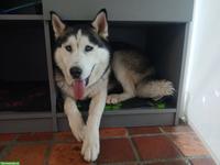 Husky Rüde Blue sucht für immer Zuhause