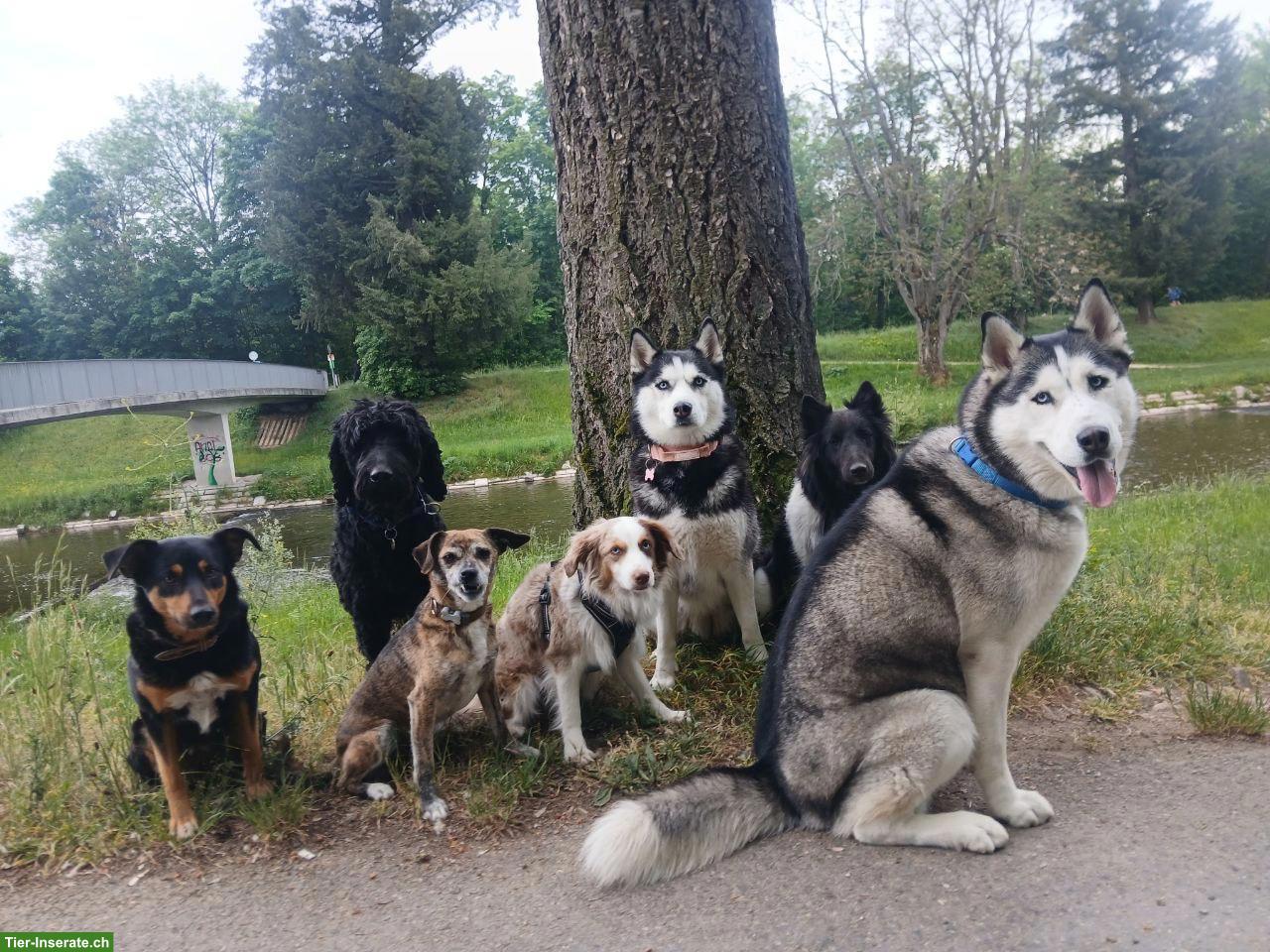 Bild 2: Husky Rüde Blue sucht für immer Zuhause