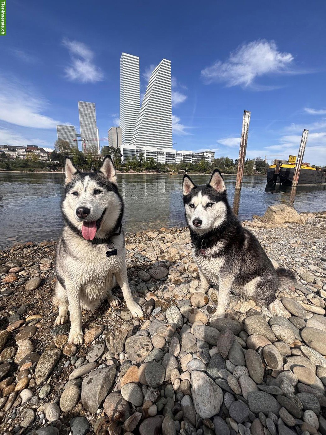 Bild 3: Husky Rüde Blue sucht für immer Zuhause
