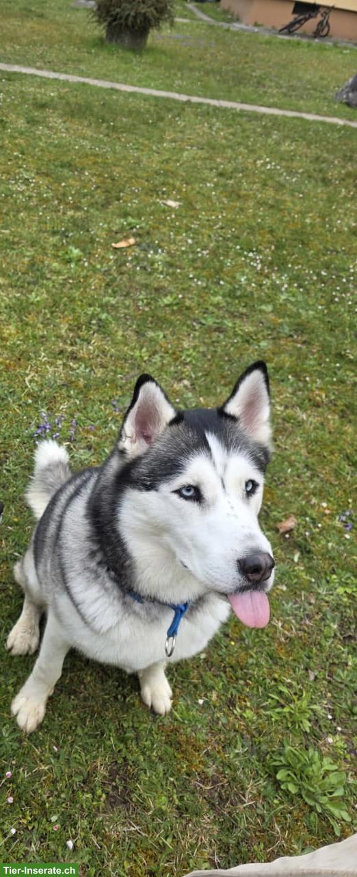 Bild 4: Husky Rüde Blue sucht für immer Zuhause