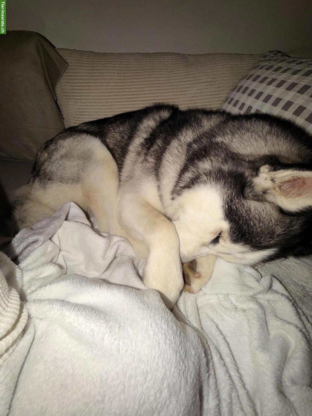 Bild 6: Husky Rüde Blue sucht für immer Zuhause