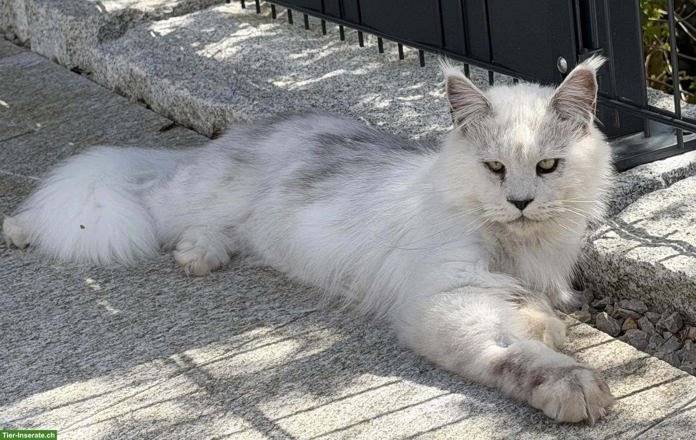 Maine Coon Kater sucht neues Zuhause