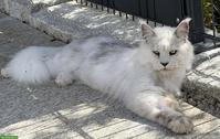 Maine Coon Kater sucht neues Zuhause